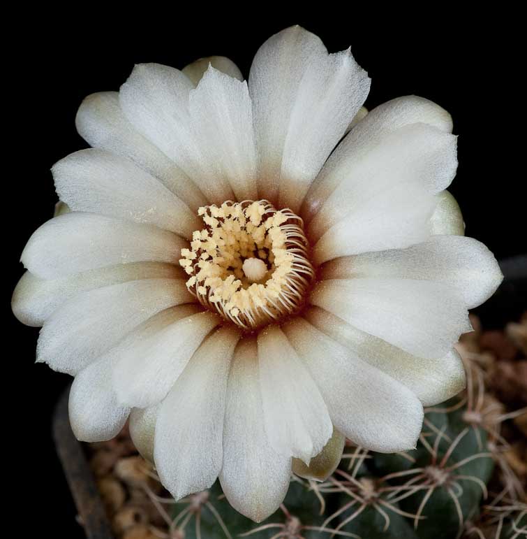 Gymnocalycium rosae